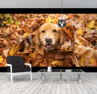 Picture of Golden Retriever Dog in a pile of Fall leaves